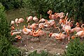 * Nomination Phoenicopterus ruber in Chester Zoo --Mike Peel 11:10, 13 August 2023 (UTC) * Promotion  Support Good quality. --Fabian Roudra Baroi 02:39, 17 August 2023 (UTC)