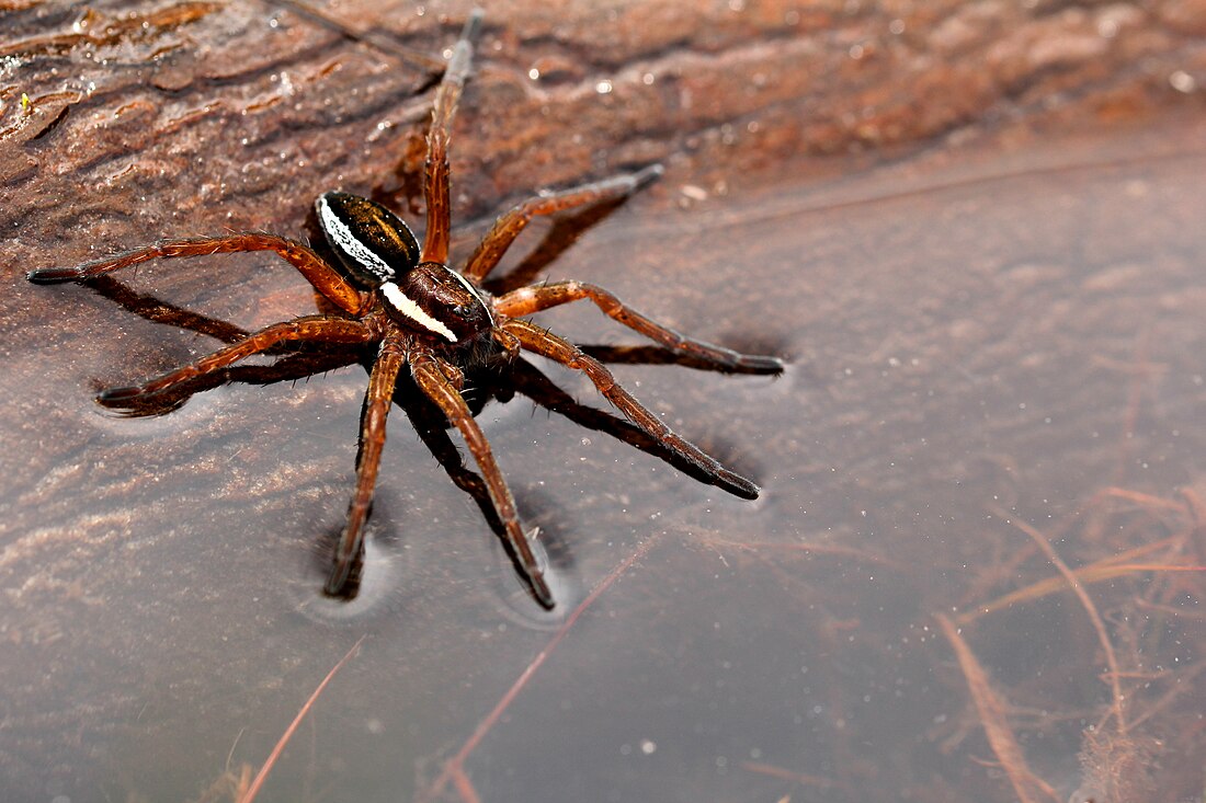 Raft spider