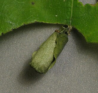 Leaf roll containing an egg of Attelabinae sp. Attelabinae leaf roll.jpg