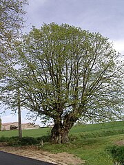 Tilleul de Joncquoy à Aubers