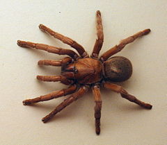 Description de l'image AustralianMuseum spider specimen 34.JPG.