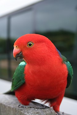 Australiankuningaskaija (Alisterus scapularis)