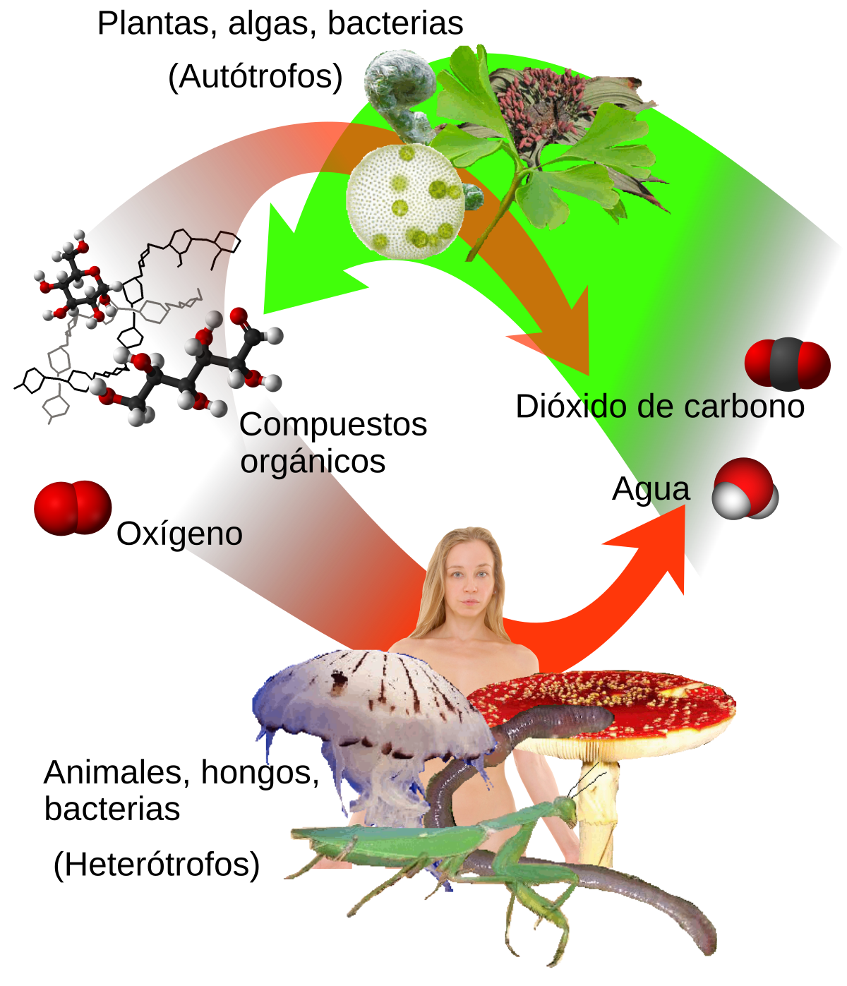 Nutrición - Wikipedia, la enciclopedia libre