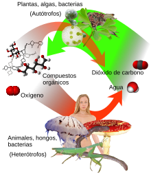 Aceite esencial - Wikipedia, la enciclopedia libre