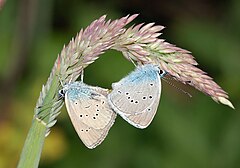 Mating pair