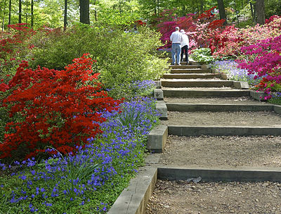 Azalea_garden_at_the_National_Arboretum.jpg 5.7129 MP