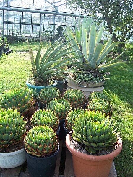 File:BCSS gloucester branch auction - The national agave collection (6207539690).jpg