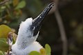 Juvenile red-footed booby poking his head out of his nest on Half Moon Caye, Belize