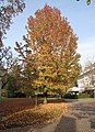 Baden-Baden-Liquidambar styraciflua-52-Amberbaum-Gestalt-2020-gje.jpg