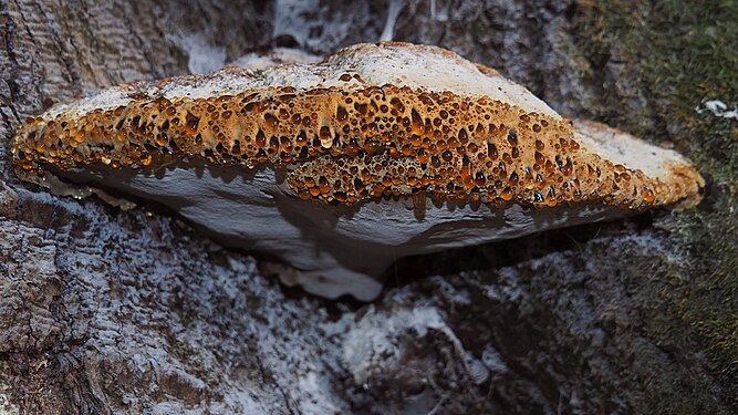 Inonotus dryadeus with guttation waterdrops, Steigerwald, Germany