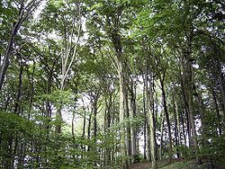 View of the canopy and understory beneath Beechforest062005.jpg