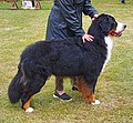 Bernese Mountain Dog