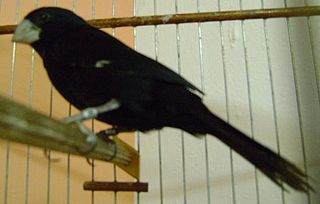 Great-billed seed finch Species of bird