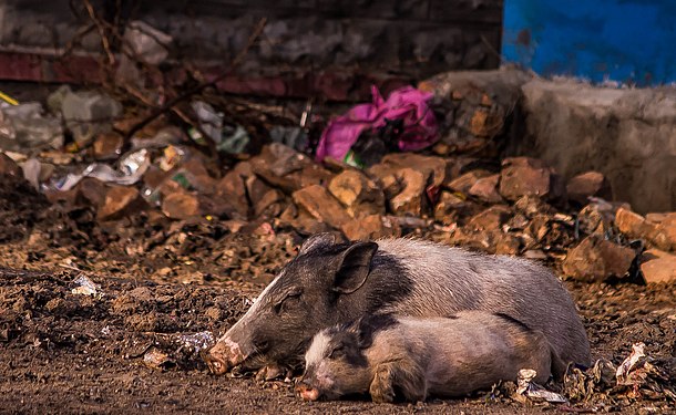 Small Pig baby sleeping peacefully in the lap of mother