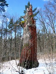 Picture oak in Eicherz near Haard, 1.jpg