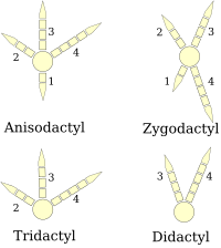 Bird External Anatomy (Feet-Shape and Pattern of Scales) Diagram