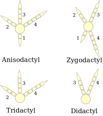 Four types of bird feet
(right foot diagrams) Bird-feets-en.svg