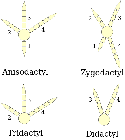 Four types of bird feet(right foot diagrams)