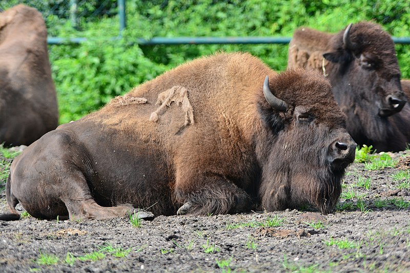 File:Bison bison - Serengeti-Park Hodenhagen 02.jpg