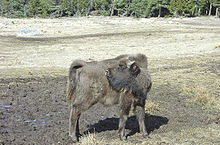 Jeune bison en semi-liberté en France (Lozère).