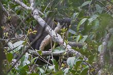 Czarna olbrzymia wiewiórka Mahananda Wildlife Sanctuary West Bengal Indie 09.05.2016.jpg