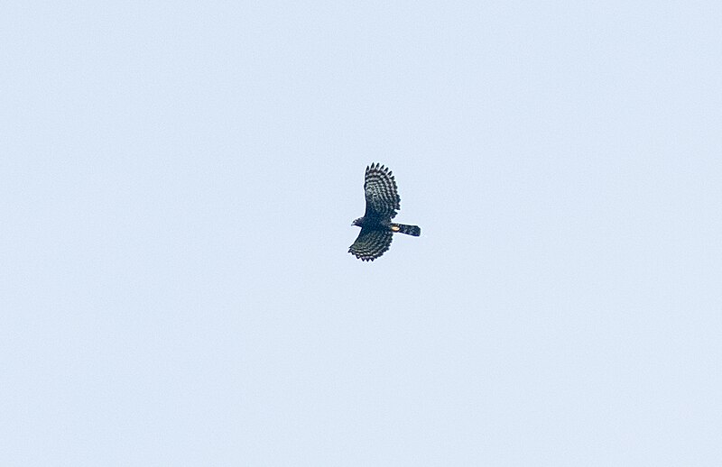 File:Black Hawk-Eagle - Darién - Panama (48444150991).jpg