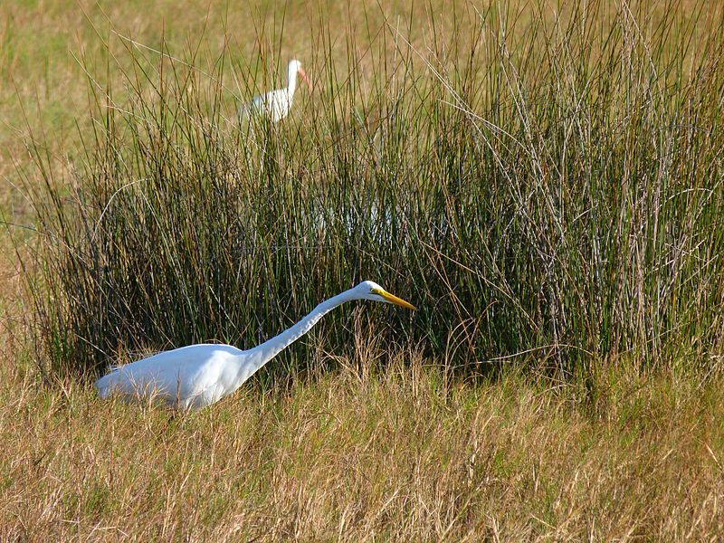 File:Black Point Wildlife Drive - Flickr - Rusty Clark (150).jpg