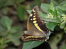 Черный Rajah Charaxes solon (3836614208) .jpg