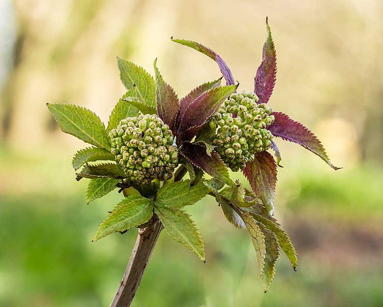 File:Bloemknoppen van een vlier (Sambucus serenade). 14-04-2021 (actm.) 02.jpg