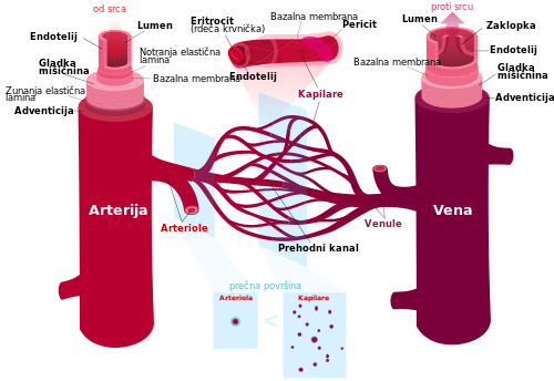 Shema zgradbe krvne žile