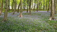 Bluebells di Corbar Woods.jpg