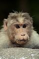 * Nomination Bonnet macaque with bamboo flower on its face from anaimalai hills, southern western ghats --PJeganathan 05:42, 10 June 2017 (UTC) * Decline The eyes are sharp but the mouth isn't. IMO too shallow DoF for a QI, sorry. Chroma noise, too. --Basotxerri 14:46, 11 June 2017 (UTC)