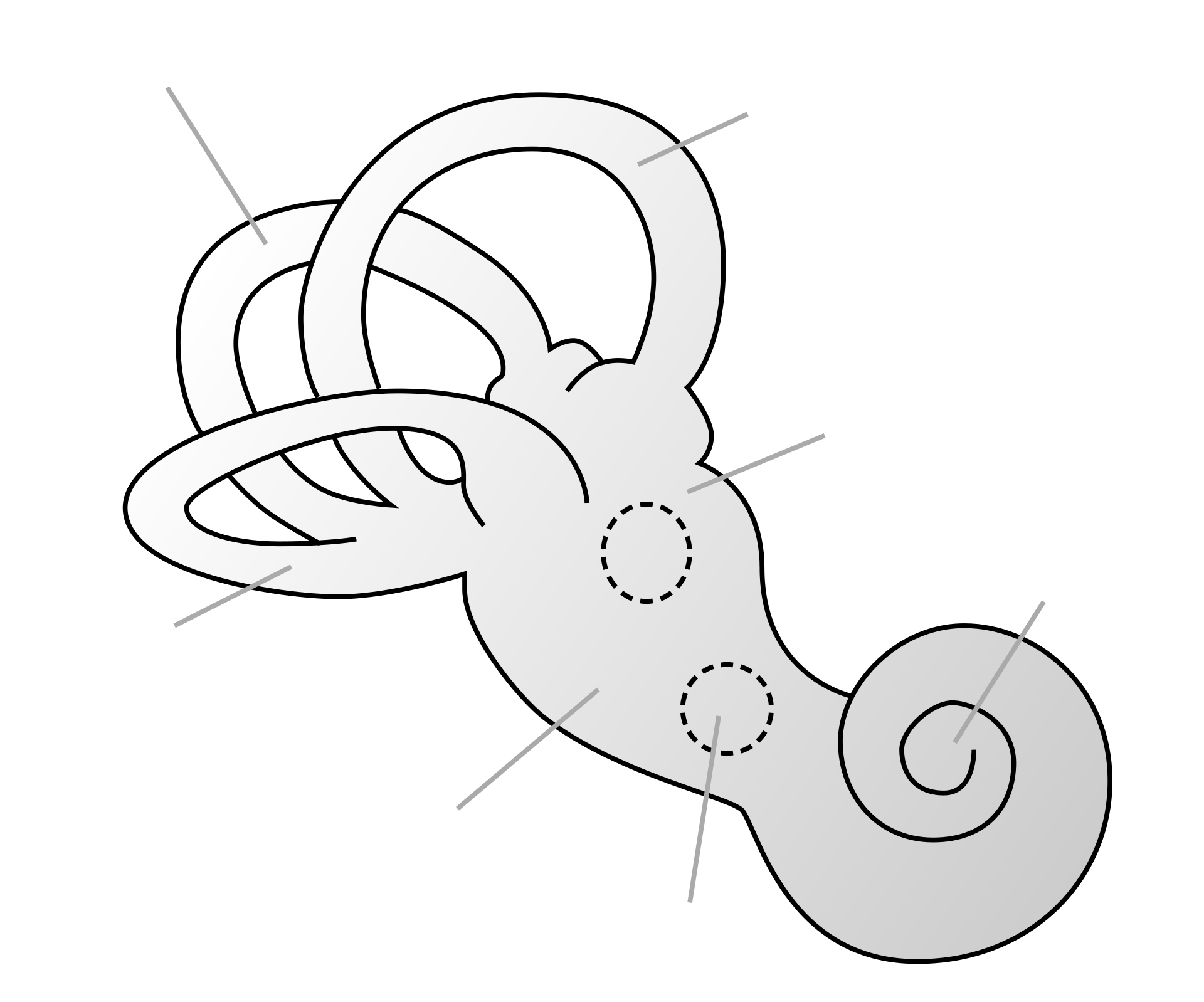 Cochlea - Wikipedia