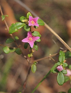 <i>Boronia obovata</i> Species of flowering plant