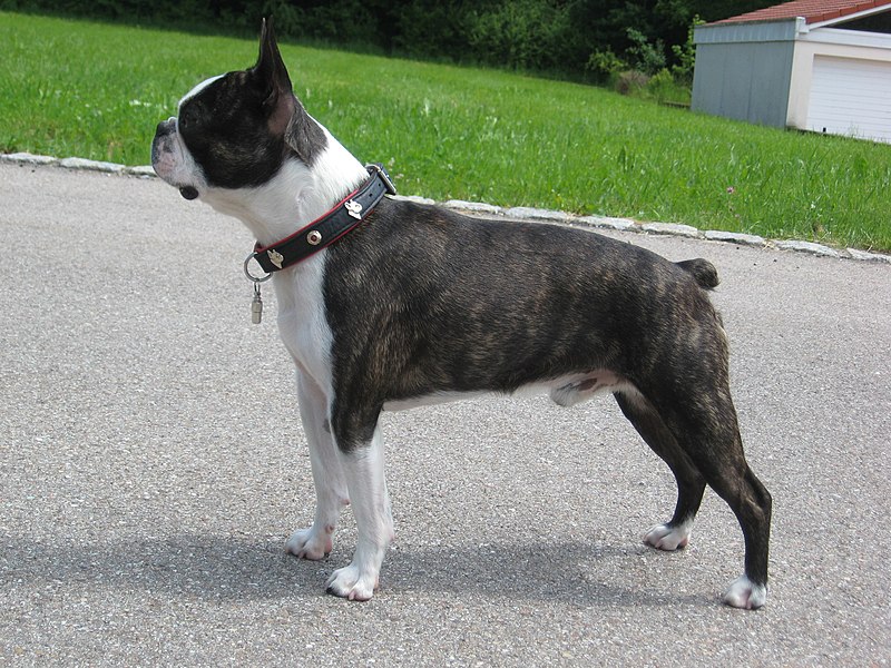 what are the different colors of boston terriers