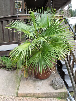<i>Brahea calcarea</i> Species of palm