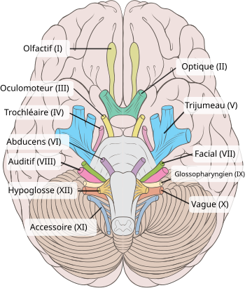 File:Brain human normal inferior view with labels fr.svg