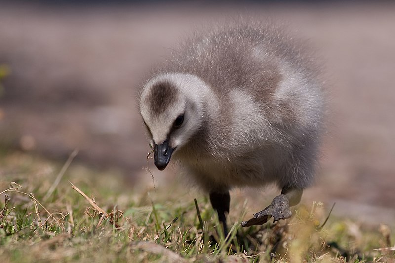 File:Branta Leucopsis Juvenile.jpg