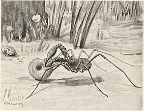 カタツムリを捕食する Ischyropsalis hellwigii