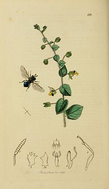 Britishentomologyvolume3Plate158.jpg