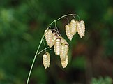   Briza maxima (Gramineae) Large Quaking Grass