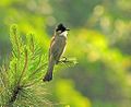 Brown-breasted bulbul