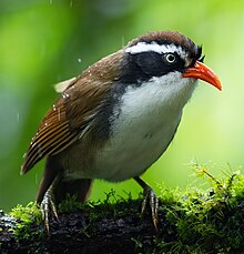 Brown-crowned Scimitar-Babbler 0A2A6063 (cropped).jpg