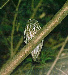 Brown Hawk Owl (Ninox scutulata) at Samsing, Duars, West Bengal W IMG 5932.jpg