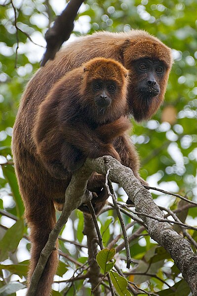 File:Brown Howler Monkey 7.jpg