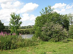 Buddleia dan Rosebay willowherb - geograph.org.inggris - 1387410.jpg