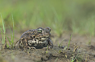 Natterjack toad Bufo calamita (Marek Szczepanek).jpg
