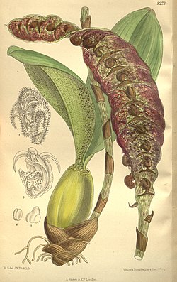 Bulbophyllum purpureorhachis (as Megaclinium purpureorhachis, spelled Megaclinium purpureorachis) - Curtis' 135 (Ser. 4 no. 5) pl. 8273 (1909).jpg