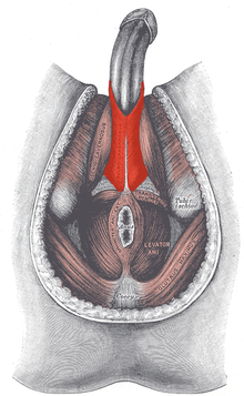 Bulbospongiosus-Male.png