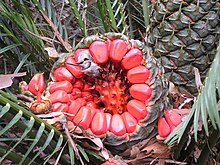 Some cycads, such as this Macrozamia communis, produce seeds with a sarcotesta. BurrawangSeeds.jpg